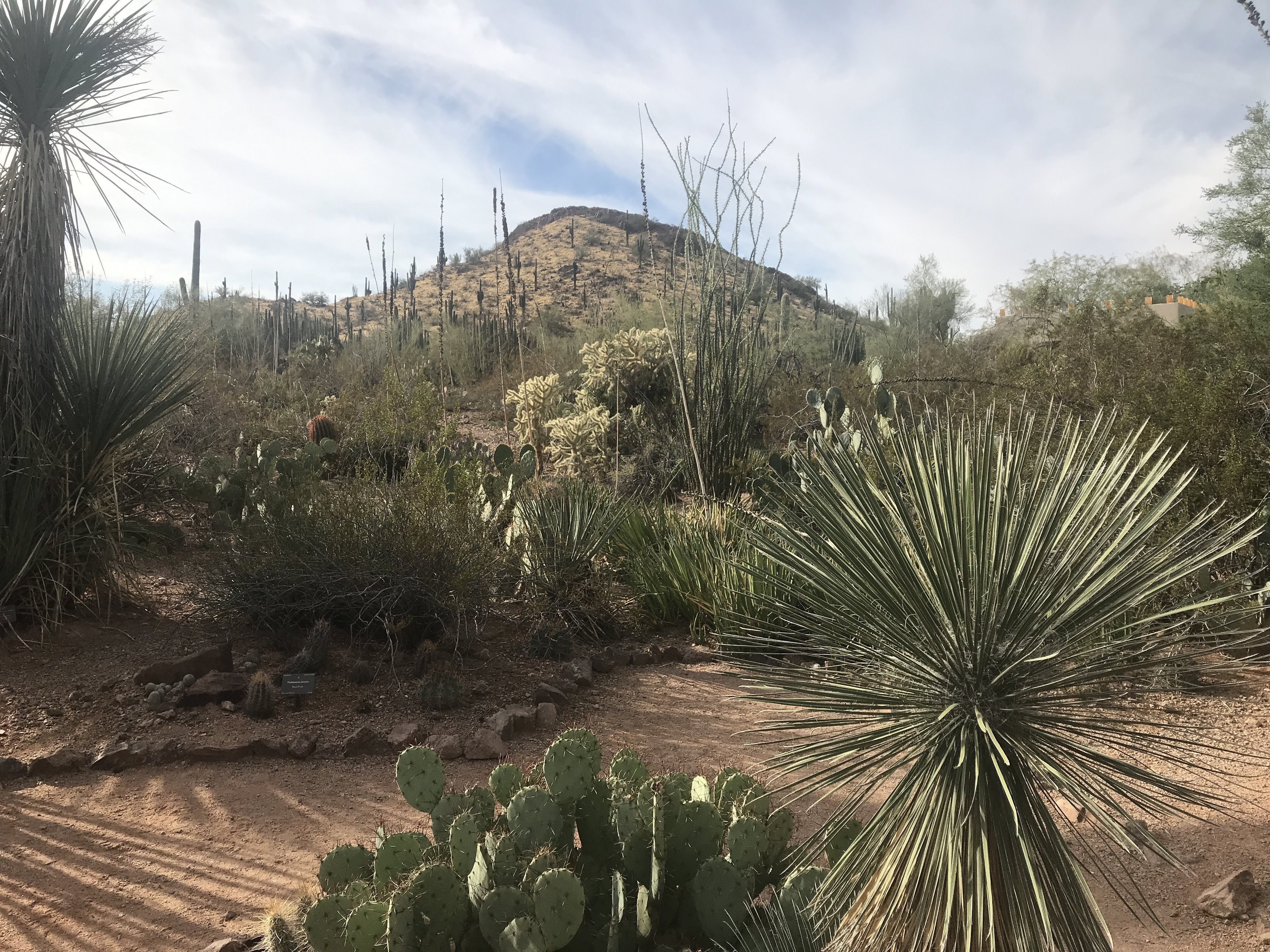 desert